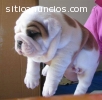 Bulldog Inglés cachorros para la venta