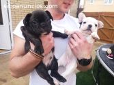 Hermosos cachorros de bulldog francés ma