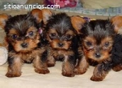 3 cachorros Yorkie Terrier en adopción