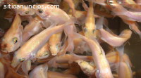 Acuicultura, sistemas orgánicos y oportu