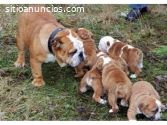 Bulldog ingles cachorros