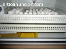 Loros huevos fértiles y loros