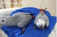 -LOROS Y HUEVOS FÉRTILES