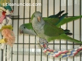 Tame Par De Raras Blancas Ojos Rojos Qua