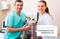 Veterinaria a domicilio Guayaquil Guayas