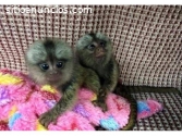 Bebe mono titi y capuchino disponible
