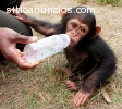 Bebé monos y chimpancés en venta