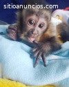 Venta de monos ardilla, monos capuchinos