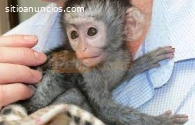 Lindo mono capuchino disponible