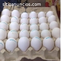 Venta de loros exóticos y huevos fértile