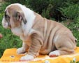 05 cachorros bull dog de forma gratuita