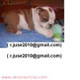 Adorable Inglés bulldogs cachorros para su aprobación