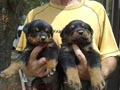 Cachorrazos de Rottweiler-excelente pedigreé