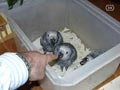 Intelligente Loro gris africano (yaco) y papillero 