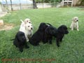 cachorros de labrador con pedigree