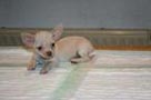 chihuahua lindo y fino cachorro en venta