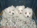 BICHON MALTES, excelentes cachorros, criados en familia