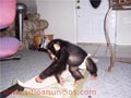 Hombre chimpancé domesticado en venta