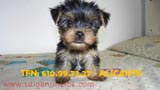 cachorro yorkshire terrier alicante pedigree