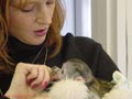 monos capuchinos para su adopción