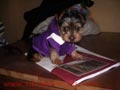SE OFRECE YORKSHIRE TERRIER PARA MONTAS