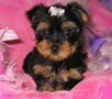 adorable yorkies cachorros