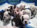 cachorros de bulldog ingles