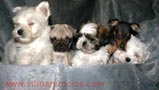 CACHORRITOS DE PURA RAZA A 15 MINUTOS DE BARCELONA
