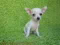 dos cachorros chihuahua lindo