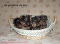 los yorkshire de caty