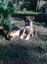 Ultimo cahorro Boxer