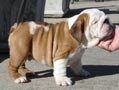 cute bulldog Inglés para la venta