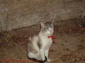 Pocholo, abandonado con lacito y todo