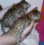 Pedigree y hogar formado Bengala gatitos para un buen hogar.
