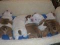 Inglés Bulldog cachorros gratis