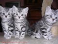 ¡adopta un gatito