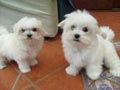  Maltés cachorros macho y hembra para su aprobación