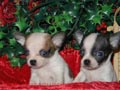 Adorables cachorros chihuahua