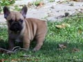 BULLDOG FRANCES CERVATOS