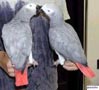 loros grises africanos