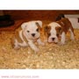 Regalo bulldog inglés cachorros
