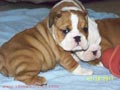 Angélico Bulldog Inglés cachorros