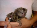  bebé monos tití para su aprobación