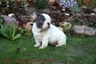 Regalo dos saludable bulldog francés cachorros para adopción