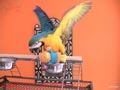  Guacamayo ara ararauna 