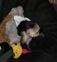 monos capuchinos para la venta