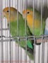 Agapornis