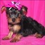 Yorkshire Terriers Cachorros..