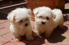 CACHORROS DE BICHON MALTES CON GARANTIA CONGENITA