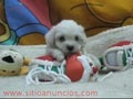  BICHON MALTES DESCENDIENTES DE LAS MEJORES LINEAS